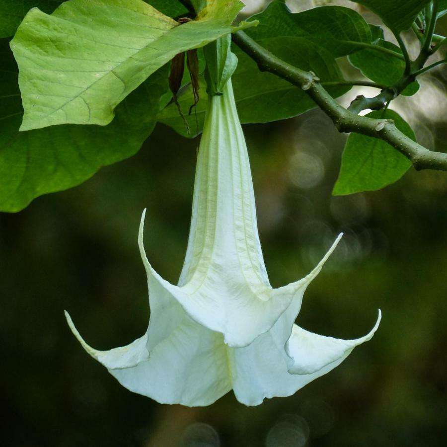 Bungalow La Datura เอลปาโซ ภายนอก รูปภาพ